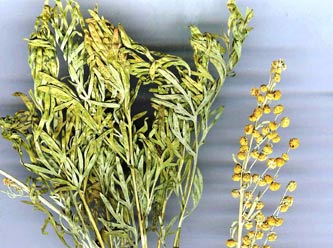 Artemisia L. Bitkisinin yararları