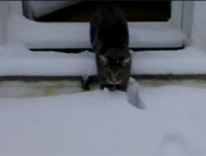 Kar Taneleri Yakalayan Kedi Videosu İzle