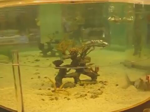 Robot Balıkları İzle